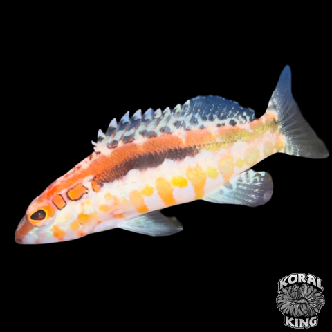 Orangeback Basslet