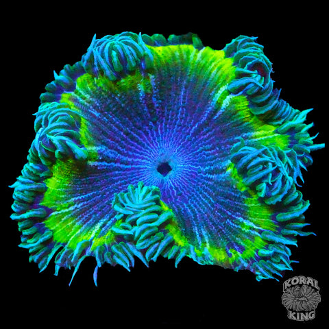 Belize Rock Flower