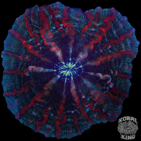 Crimson Nebula Indophyllia