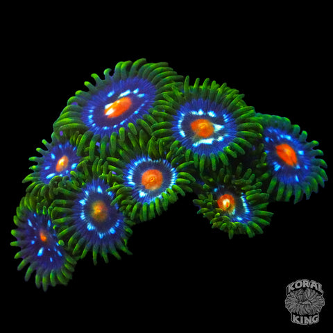 JF Stargazers Zoa