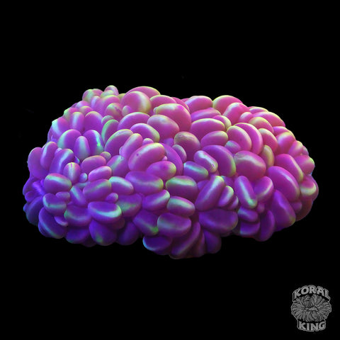 Purple Bubble Colony