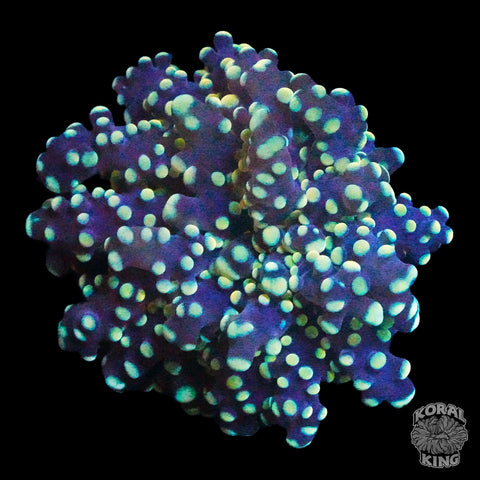 Frogspawn