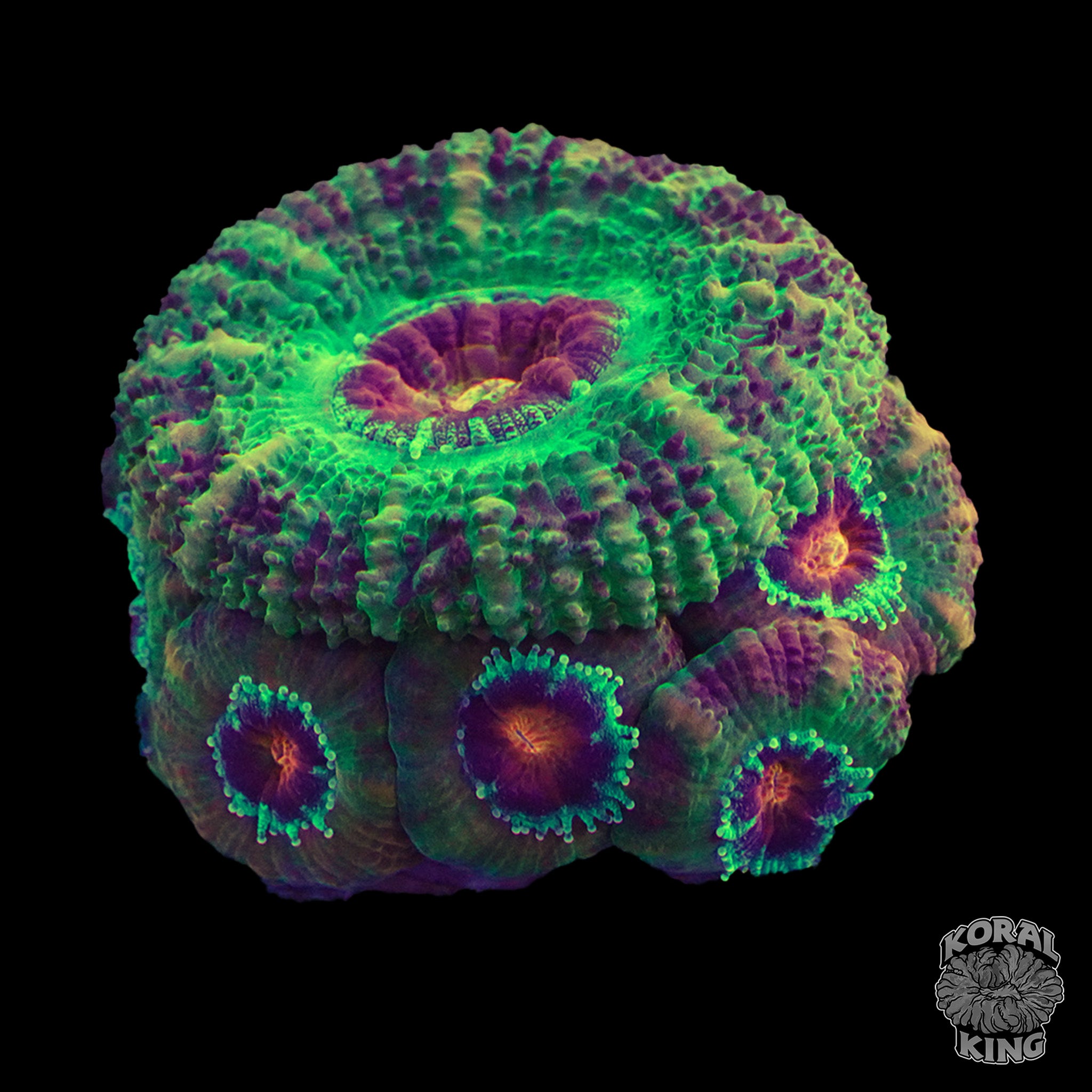 Killshot Aussie Lord Koral King