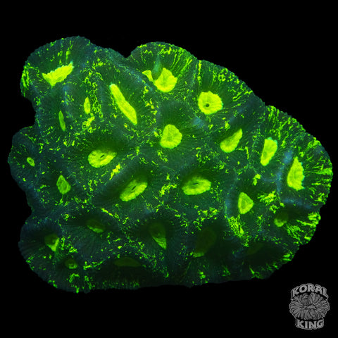 *BRIGHT* Green Lantern Goniastrea Colony