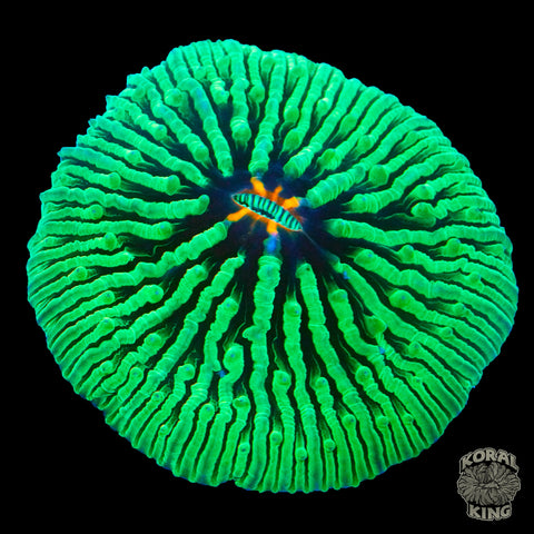 Kryptonite Volcano Plate