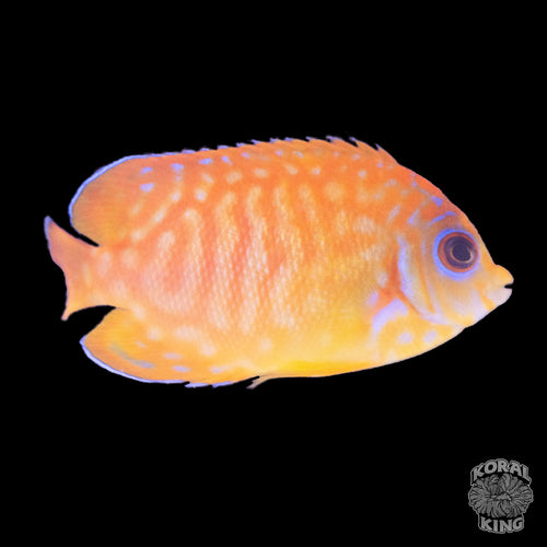Leopyge Angelfish