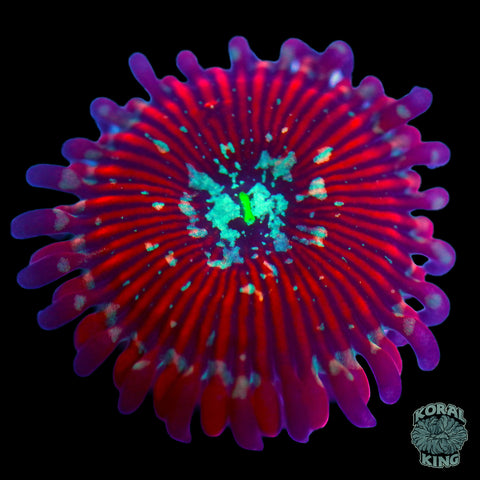 Magician Zoa (Auction)