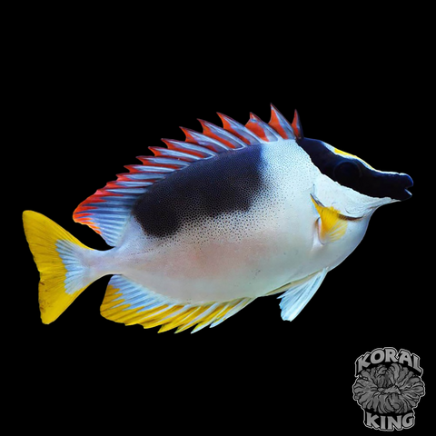 Magnificent Foxface Rabbitfish