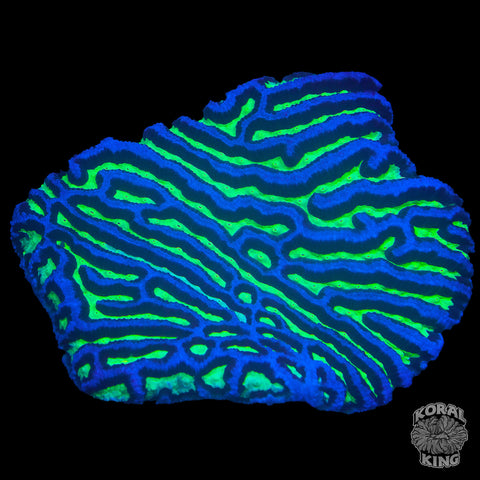 Maze Plate