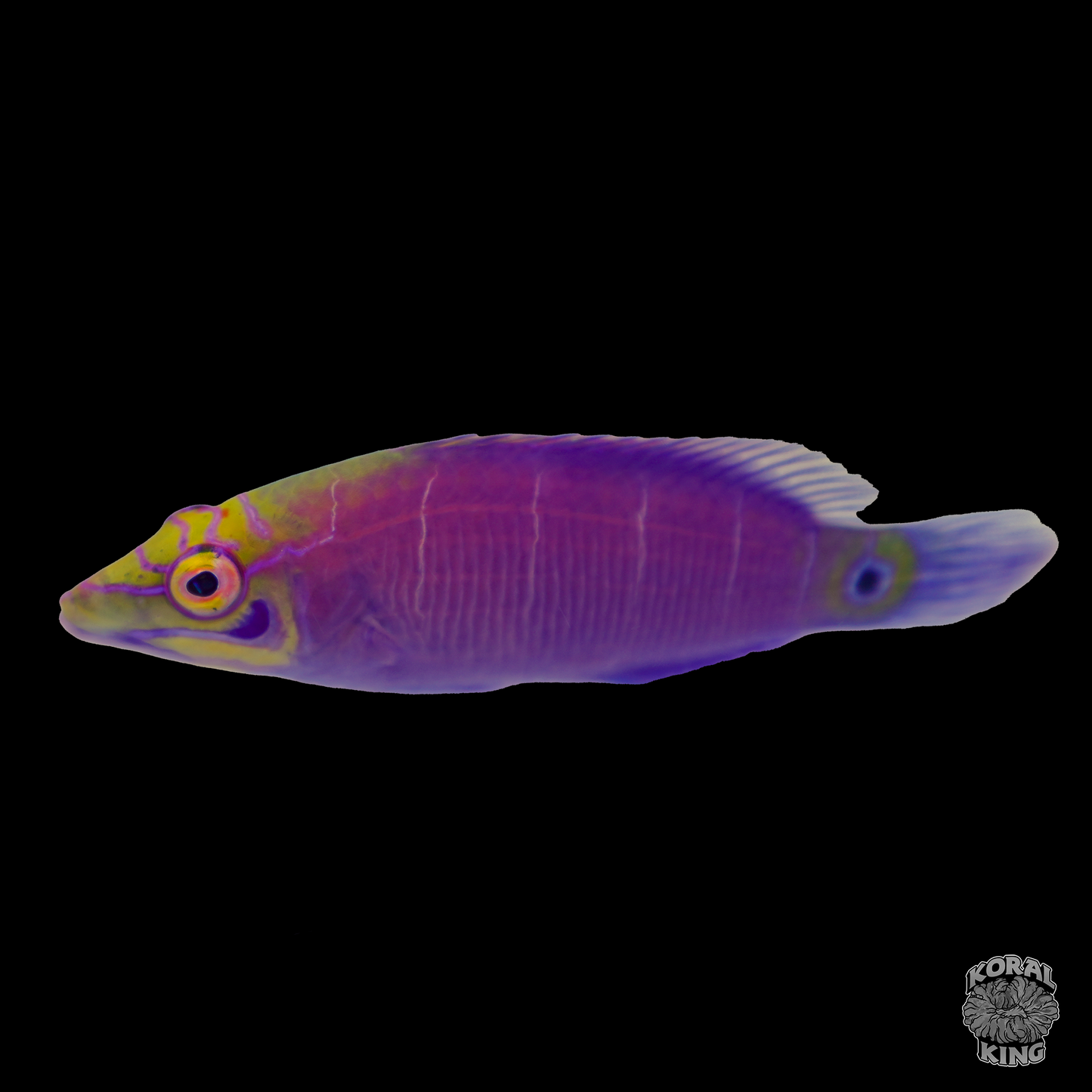 Mystery Wrasse