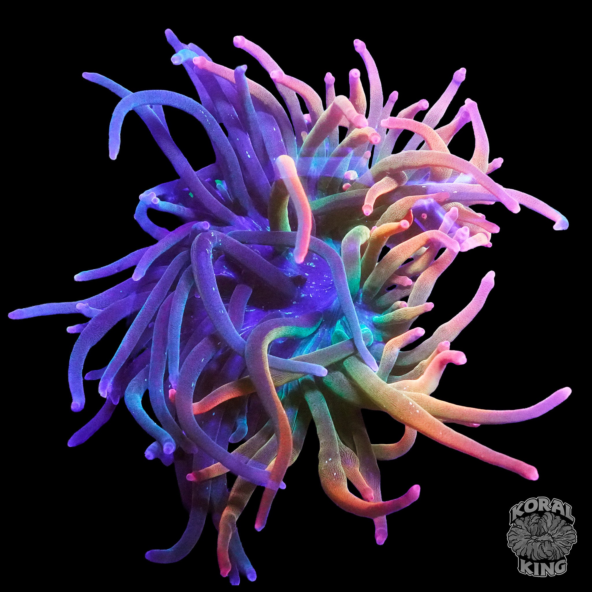 ボディ・フェイスケア anemone KK Harvey Dent Bubble Tip Anemone (50/50 Split) – Koral King