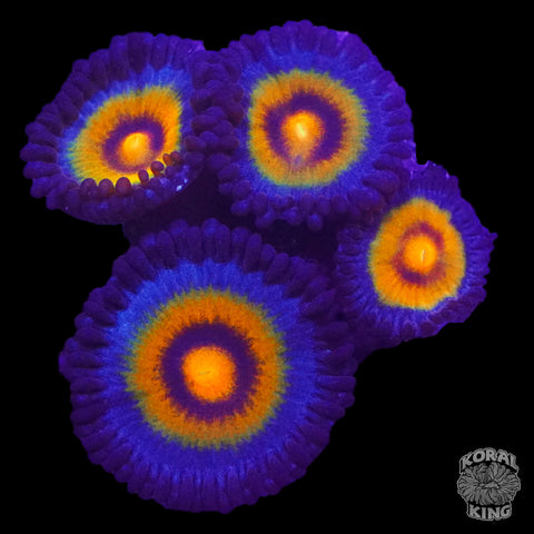 OG Wolverine Zoa