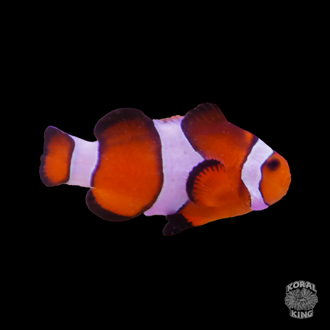 Ocellaris Clownfish - Koral King