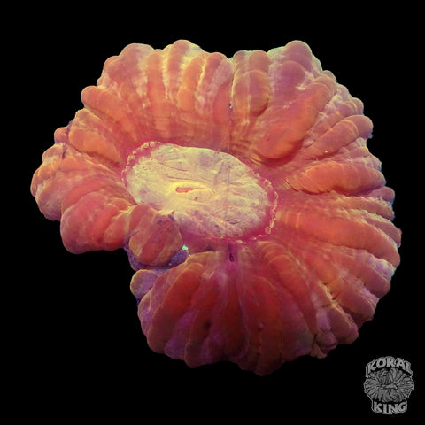 Orange Indophyllia