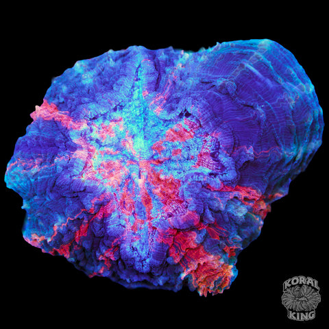 Orange Haze Rainbow Acantho