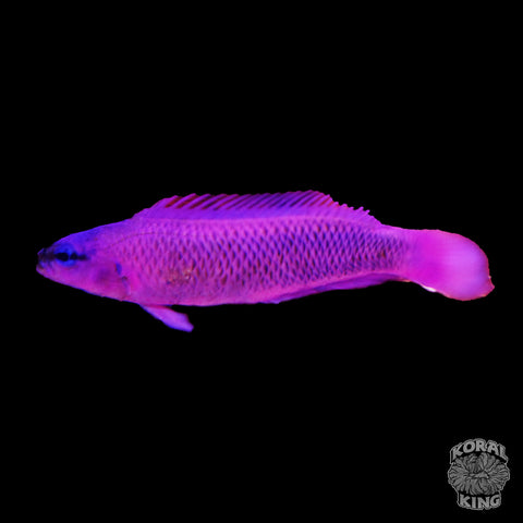 Orchid Dottyback