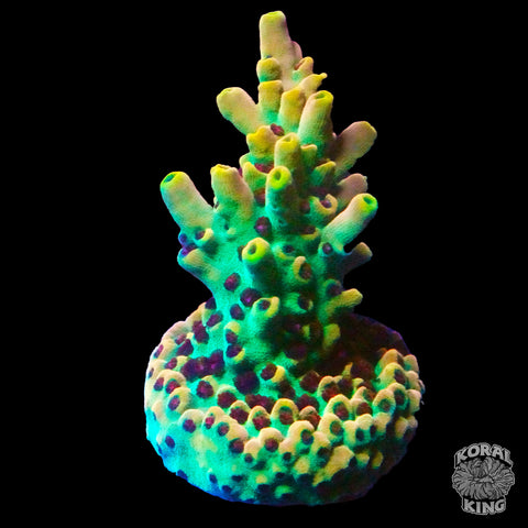 Paletta Pink Tip Acropora Coral