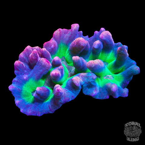 Rainbow Pectinia