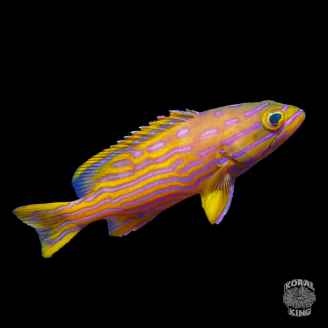 Polleni Harlequin Grouper - Koral King