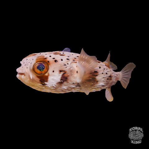 Porcupine Puffer - Koral King