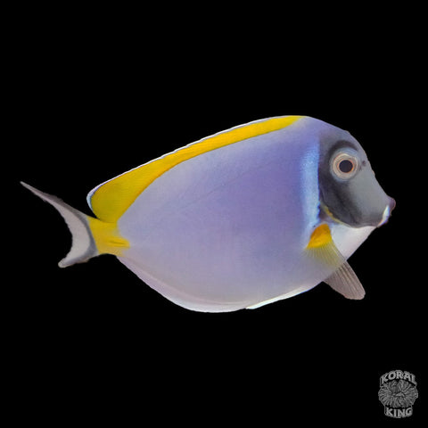 Powder Blue Tang - Koral King