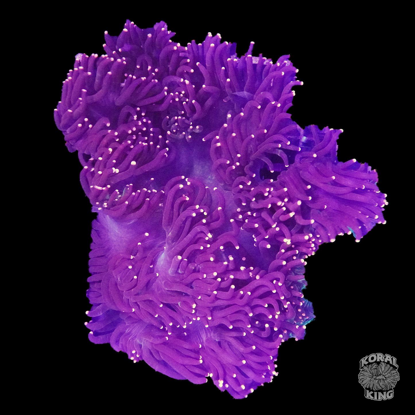 Purple Elegance