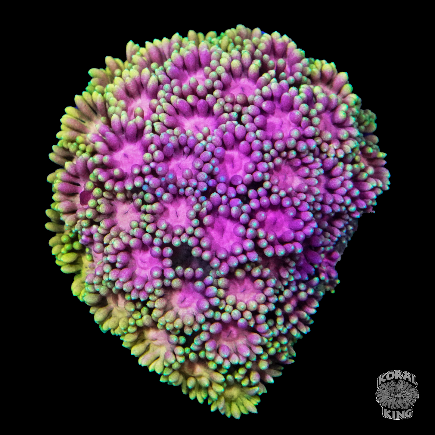 Purple Heart Goni - Koral King