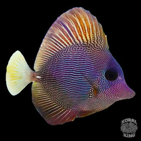 Hybrid Purple/Scopas Tang