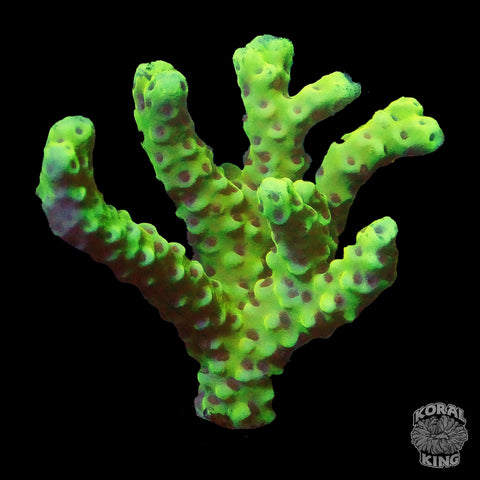 RRC Goldenrod Anacropora