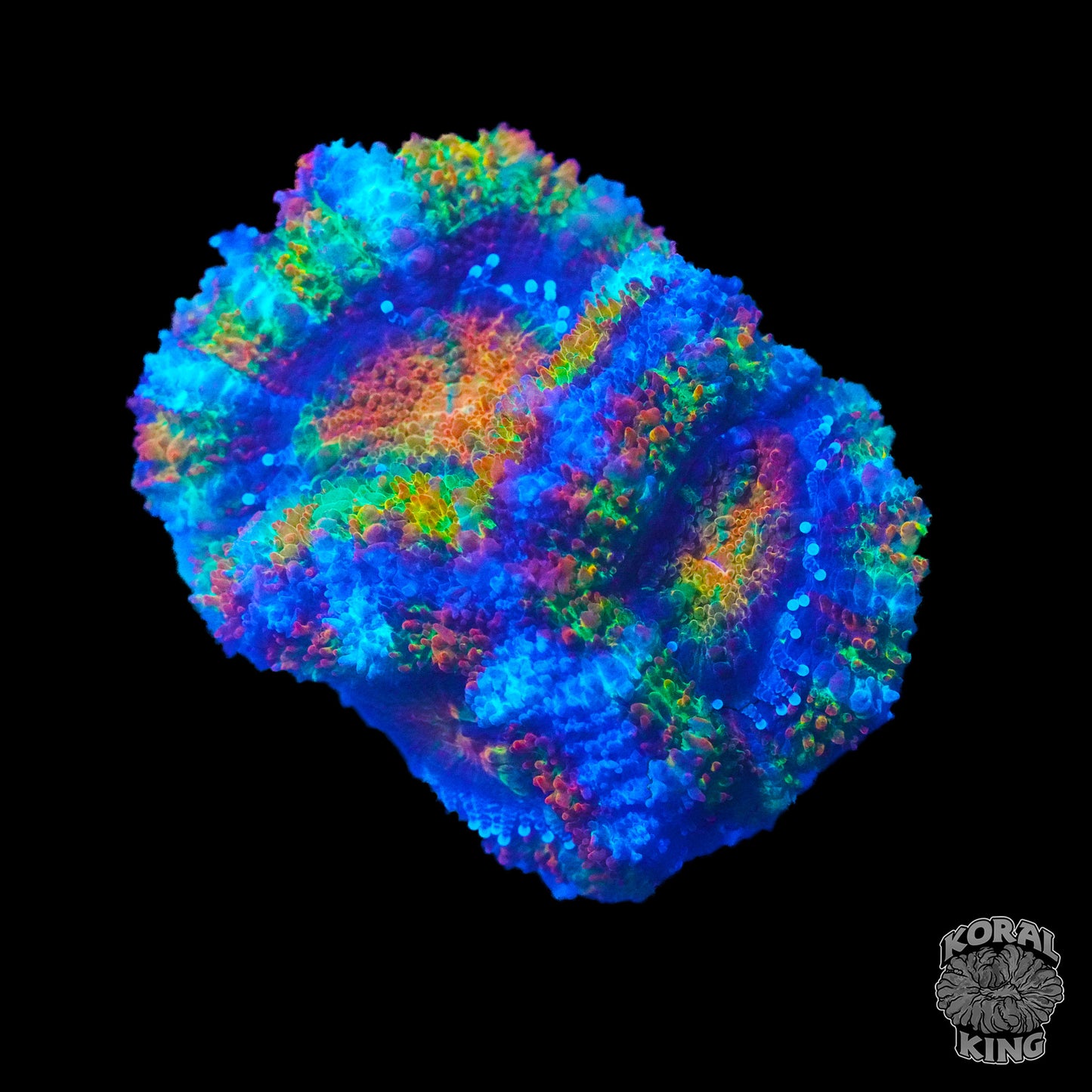 Rainbow Aussie Lord Frag (WYSIWYG)
