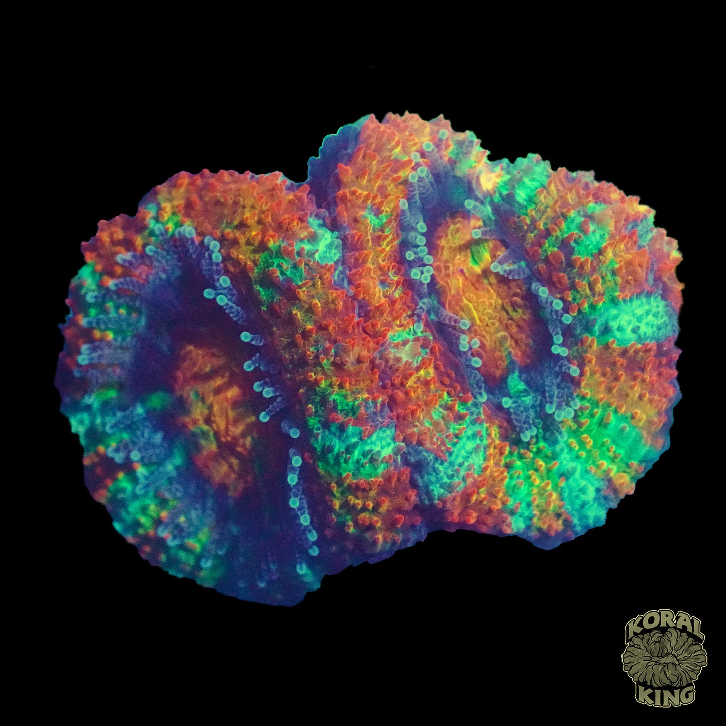 Rainbow Aussie Lord Frag (WYSIWYG)
