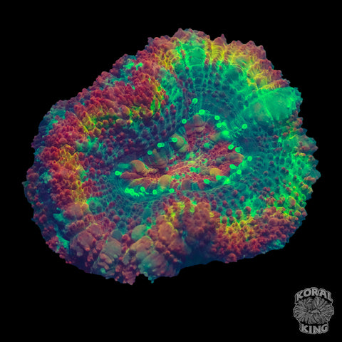 Rainbow Aussie Lord Frag