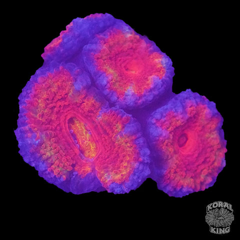 Rainbow Acantho Frag (WYSIWYG)