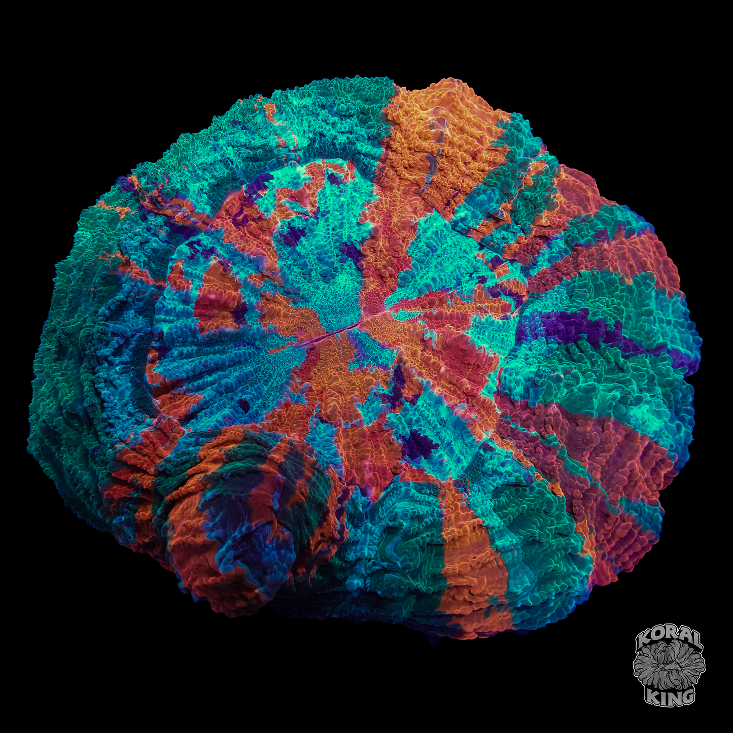 Raainbow Acantho - Koral King
