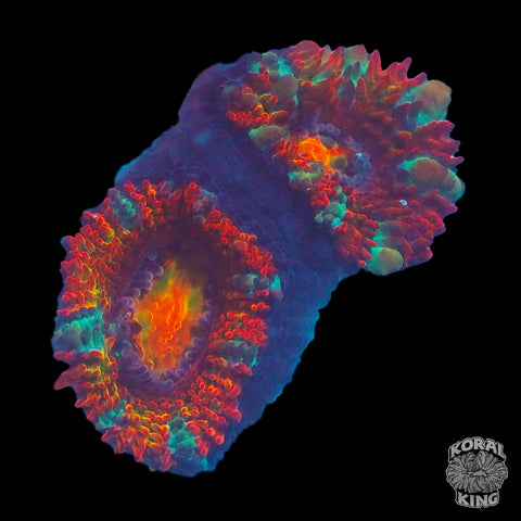 Rainbow Aussie Lord Frag