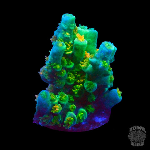 TSA Rainbow Supernova Acropora