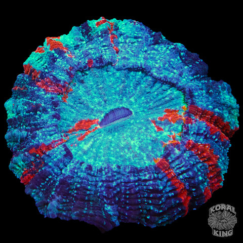 Rainbow Acanthophyllia