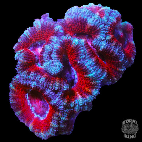 Red and Blue Aussie Lord
