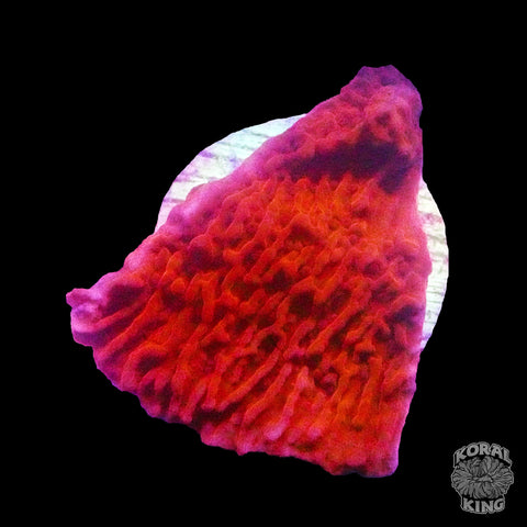 Firecracker Montipora (Auction)