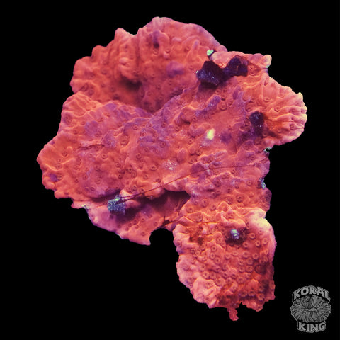 Orange Montipora
