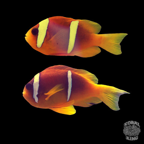 Red Sea Clown