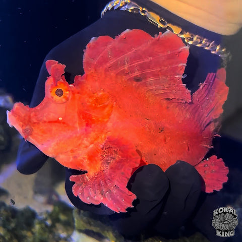 Red Marlet Rhinopias