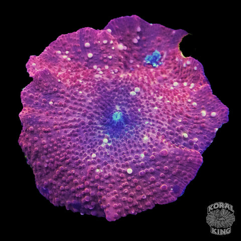 Rhodactis Mushroom
