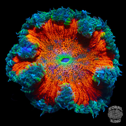 Rock Flower (WYSIWYG)