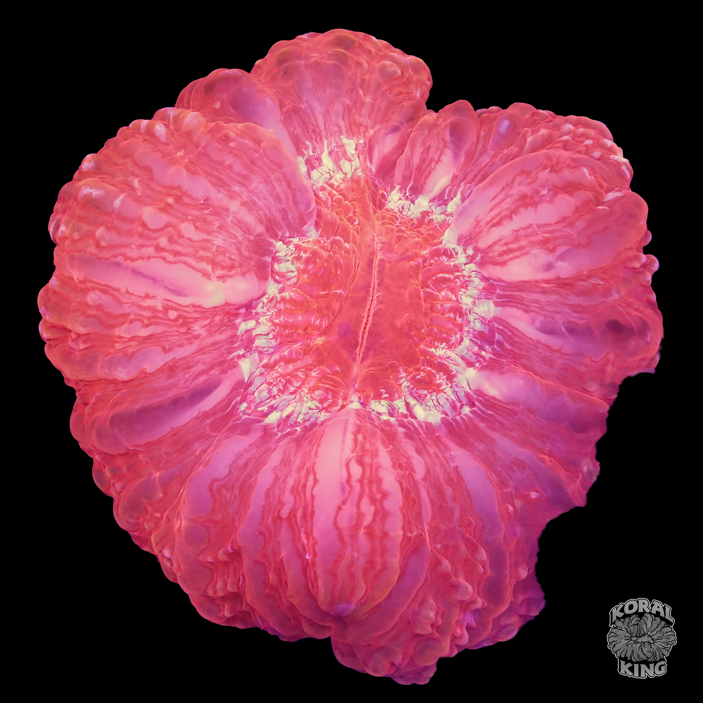 Bright Ruby Indophyllia