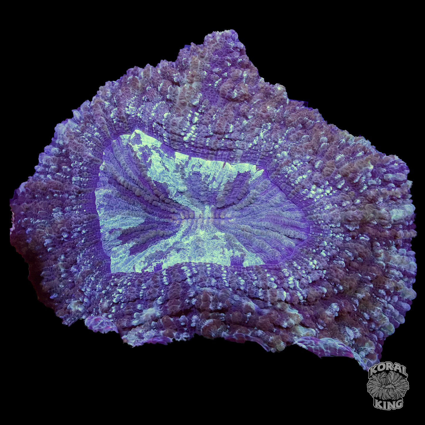 Rugrat Acantho - Koral King