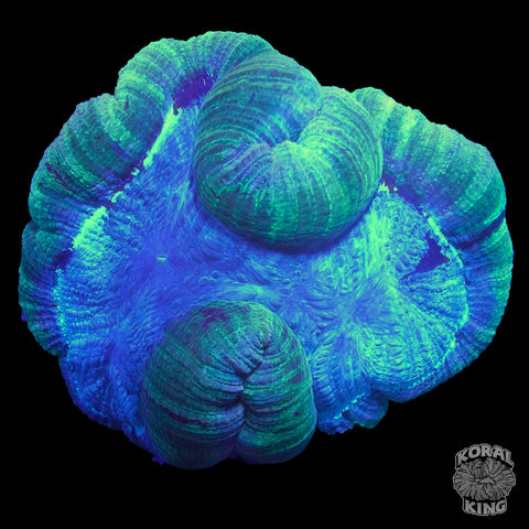 Green Slime Trachy XL