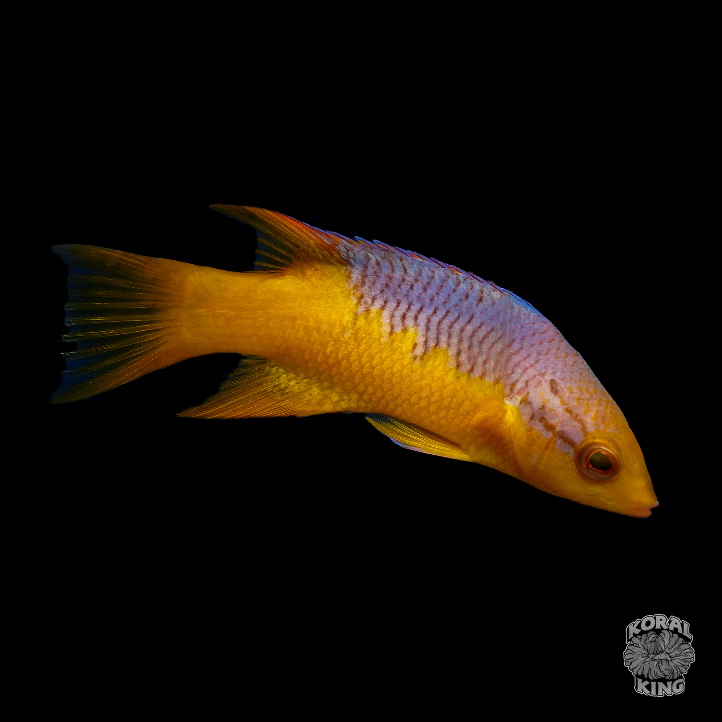 Spanish Hogfish