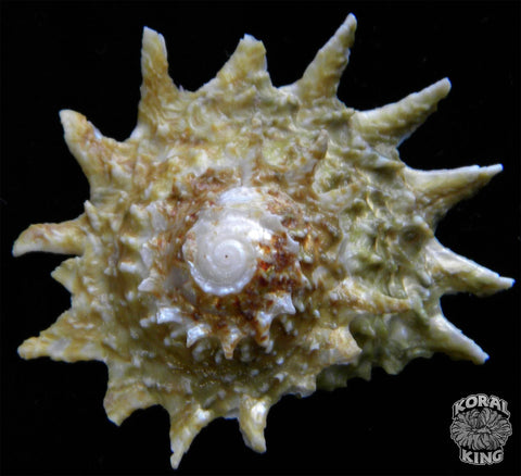 Spiny Star Astrea Snail