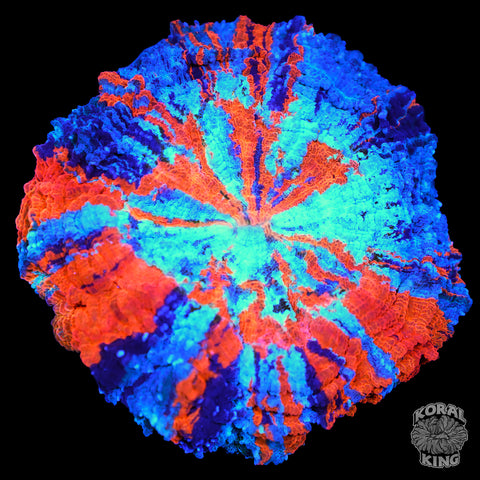 Starburst Explosion Acantho (BRIGHT)